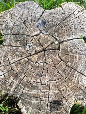 Ahşap izole etmek ve Bahçe