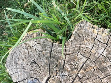 Ahşap izole etmek ve Bahçe