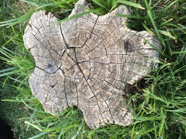 Ahşap izole etmek ve Bahçe