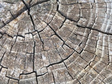 Ahşap izole etmek ve Bahçe