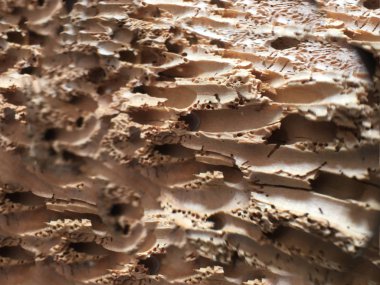 Ahşap izole etmek ve Bahçe