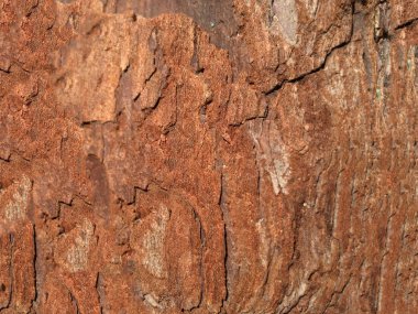 Ahşap izole etmek ve Bahçe