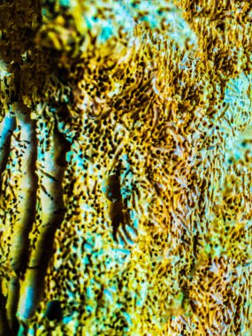 Ahşap izole etmek ve Bahçe