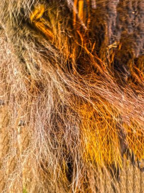 Ahşap izole etmek ve Bahçe