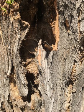 Ahşap izole etmek ve Bahçe