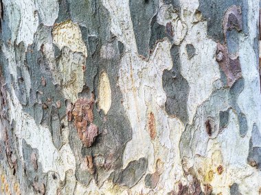 Ahşap izole etmek ve Bahçe