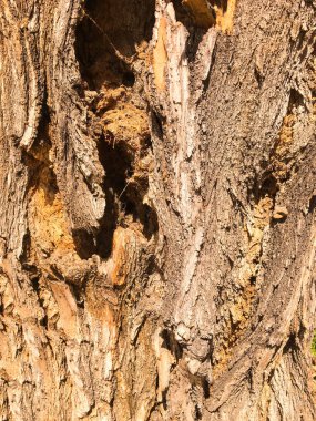 Ahşap izole etmek ve Bahçe