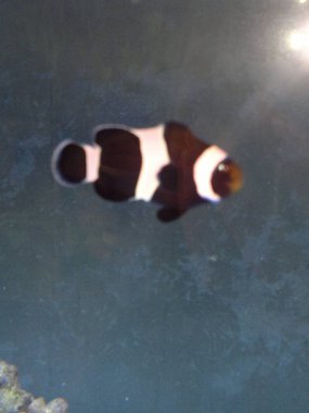 Akvaryum balık izole