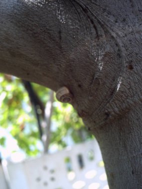  yusufçuk, pismire izole