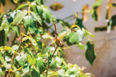 yusufçuk, kumrum arka plan