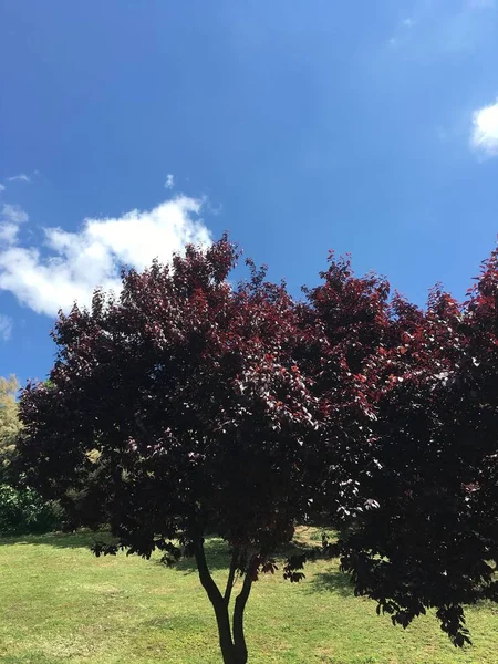 Albero cespuglio sfondo — Foto Stock