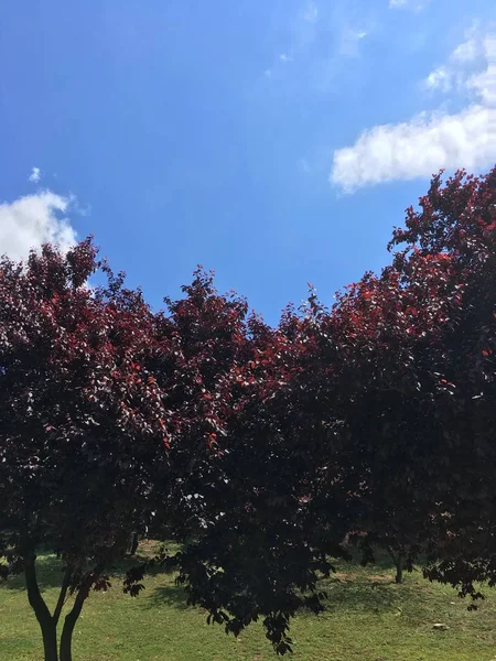 Árbol arbusto fondo —  Fotos de Stock