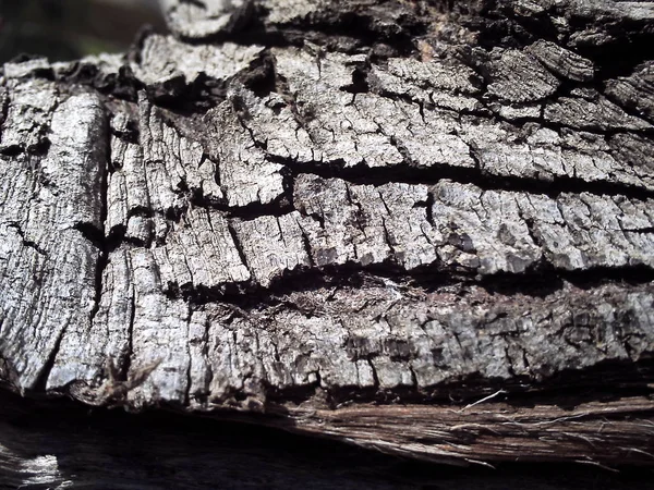 Isolato di legno e giardino — Foto Stock