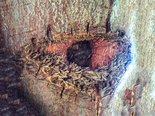 Houten isolaat en tuin — Stockfoto