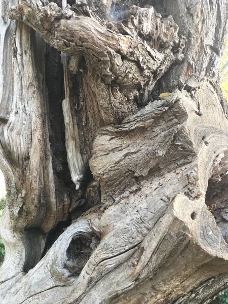 Isolato di legno e giardino — Foto Stock