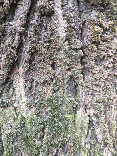 Isolato di legno e giardino — Foto Stock