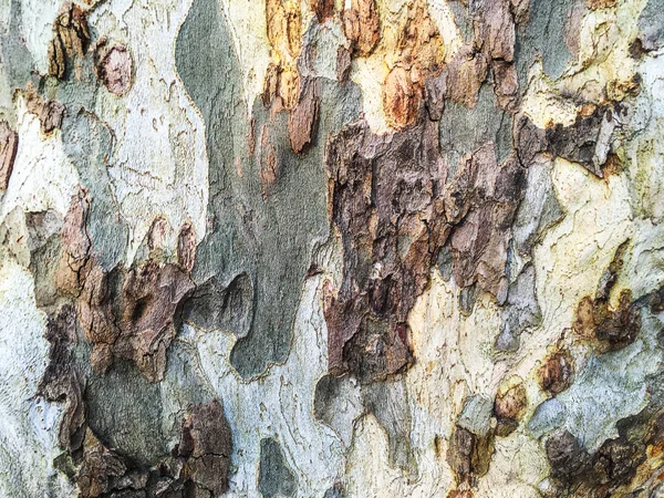 Isolato di legno e giardino — Foto Stock