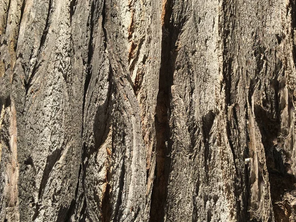 Isolato di legno e giardino — Foto Stock