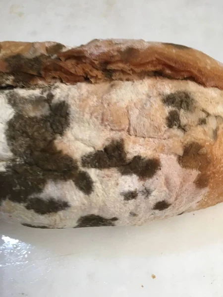 Pão mofado isolado — Fotografia de Stock