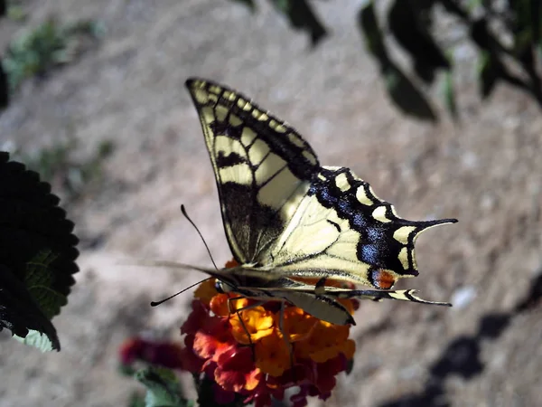 Yusufçuk, pismire izole — Stok fotoğraf