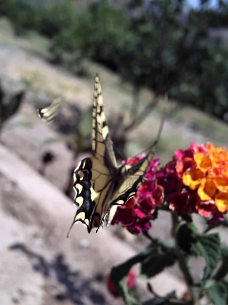 Dragonfly, pismire απομόνωση — Φωτογραφία Αρχείου