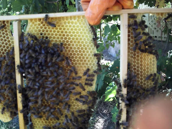 Bee  honeycomb   honey — Stock Photo, Image