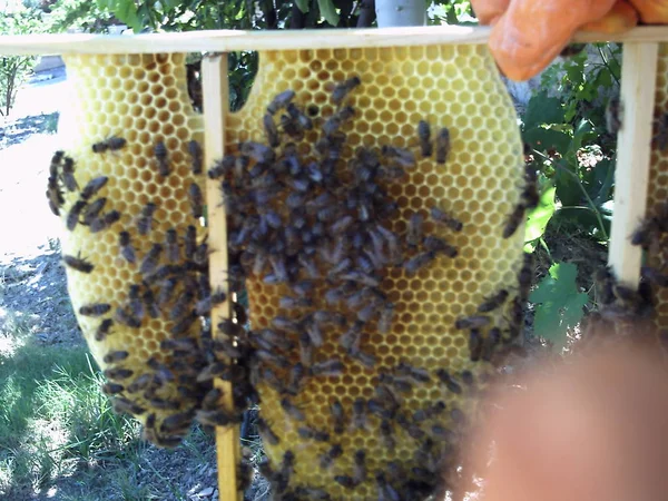 蜂蜂窝蜂蜜 — 图库照片