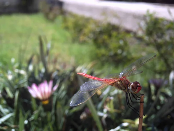 Dragonfly, pismire isolera — Stockfoto