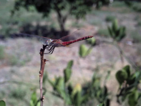 Yusufçuk, pismire izole — Stok fotoğraf