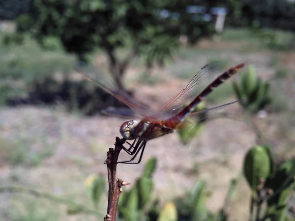 Dragonfly, pismire isolera — Stockfoto