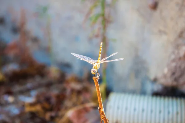 Dragonfly, turtledove bakgrund — Stockfoto