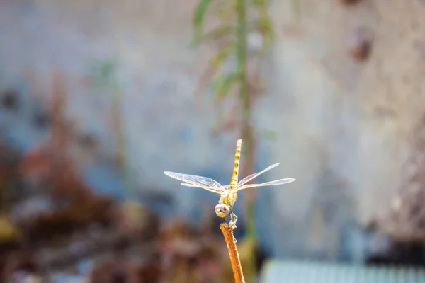 Dragonfly, turtledove bakgrund — Stockfoto