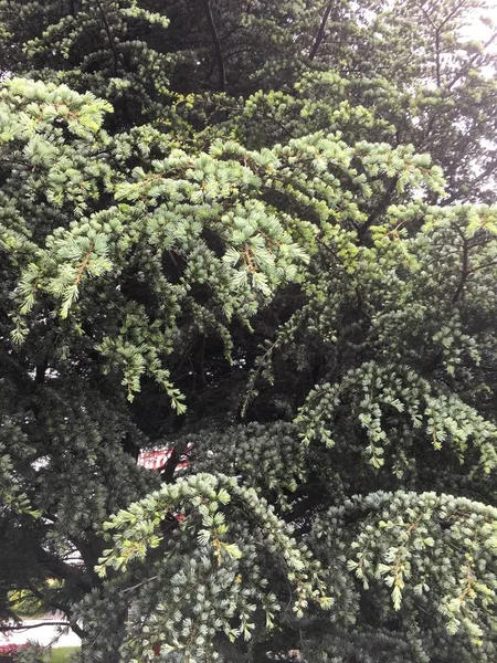 Υφή δέντρο πεύκων — Φωτογραφία Αρχείου