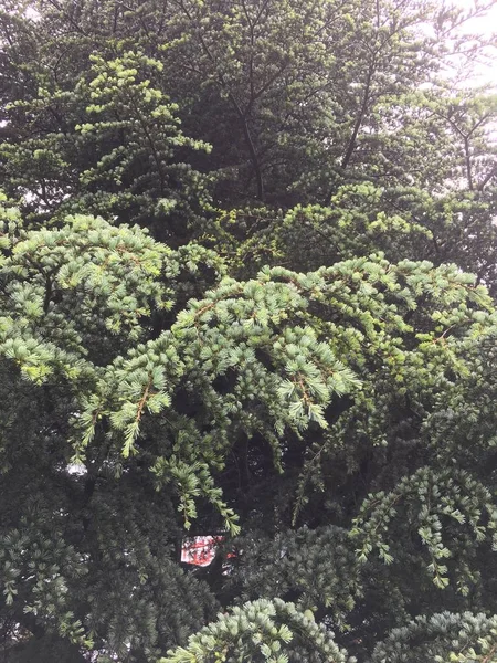 Struttura dell'albero di pino — Foto Stock