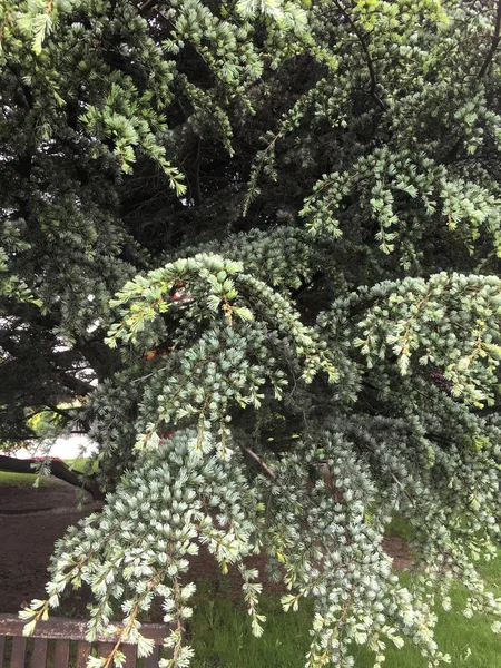 Υφή δέντρο πεύκων — Φωτογραφία Αρχείου
