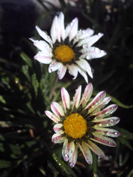 Açık Bahçe ve çiçek — Stok fotoğraf
