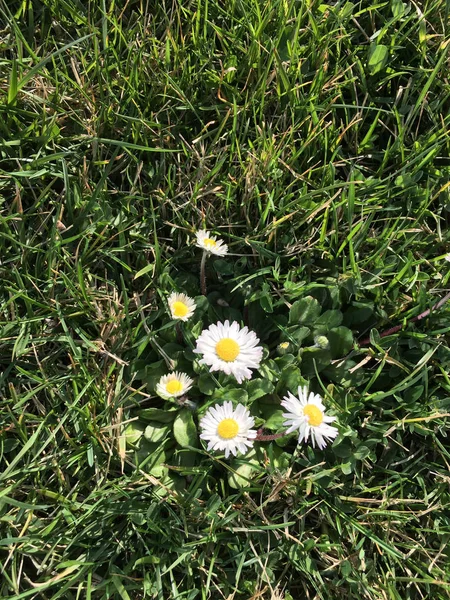 Jardim e flor — Fotografia de Stock