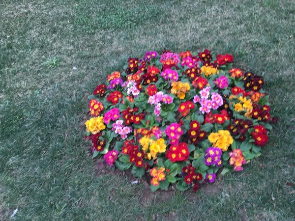 Tuin en bloem — Stockfoto