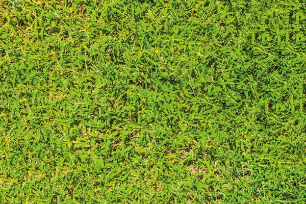 Gras und Blumen im Freien — Stockfoto