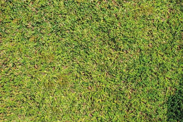 Erba e fiori all'aperto — Foto Stock