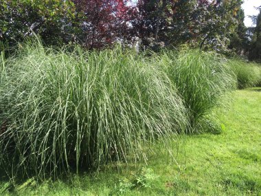 Açık çim ve çiçek