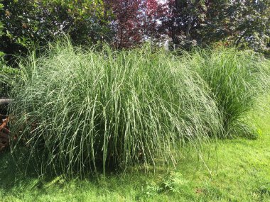 Açık çim ve çiçek