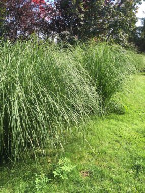 Açık çim ve çiçek