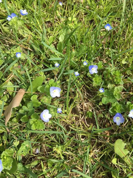 Buiten gras en bloemen — Stockfoto