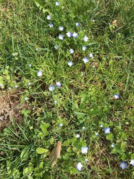 Buiten gras en bloemen — Stockfoto