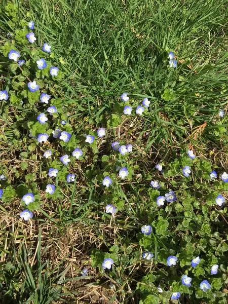 Açık çim ve çiçek — Stok fotoğraf
