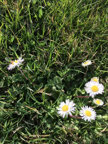 Buiten gras en bloemen — Stockfoto