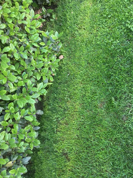 Erba e fiori all'aperto — Foto Stock