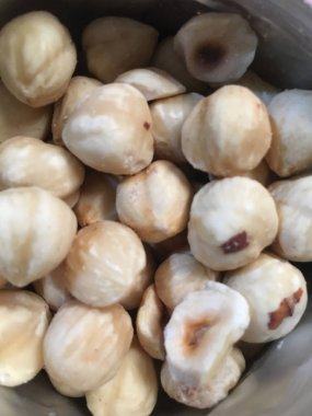 Fındık fındık izole