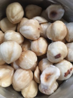 Fındık fındık izole